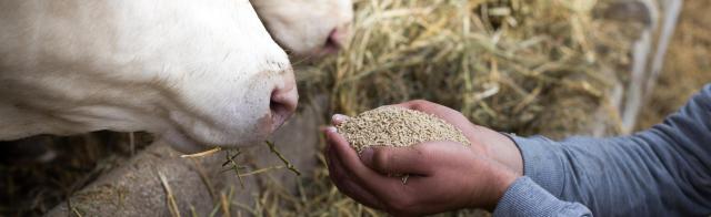 Alimentação Animal 